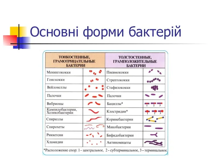 Основні форми бактерій