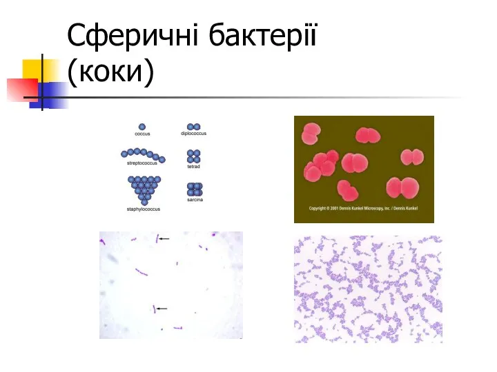 Сферичні бактерії (коки)