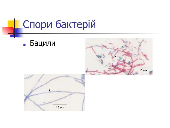 Спори бактерій Бацили