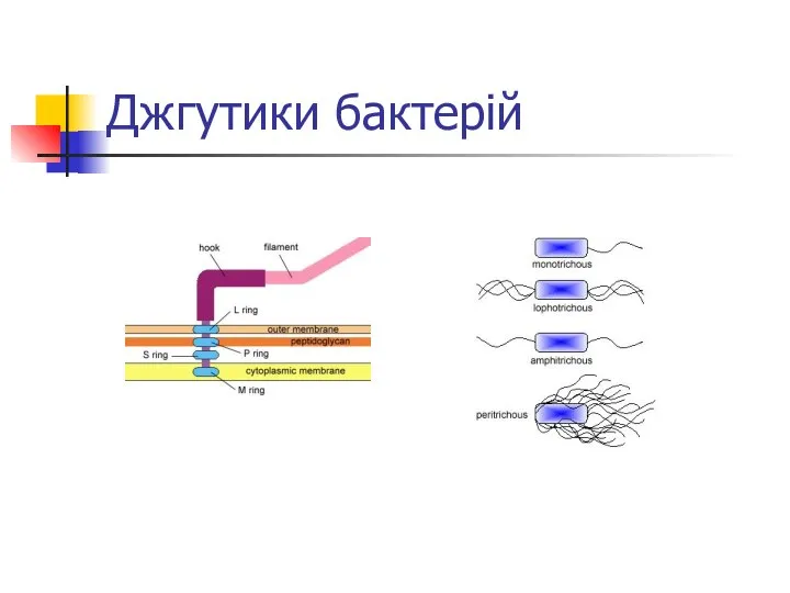 Джгутики бактерій