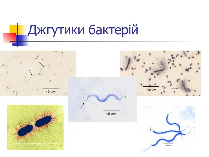 Джгутики бактерій