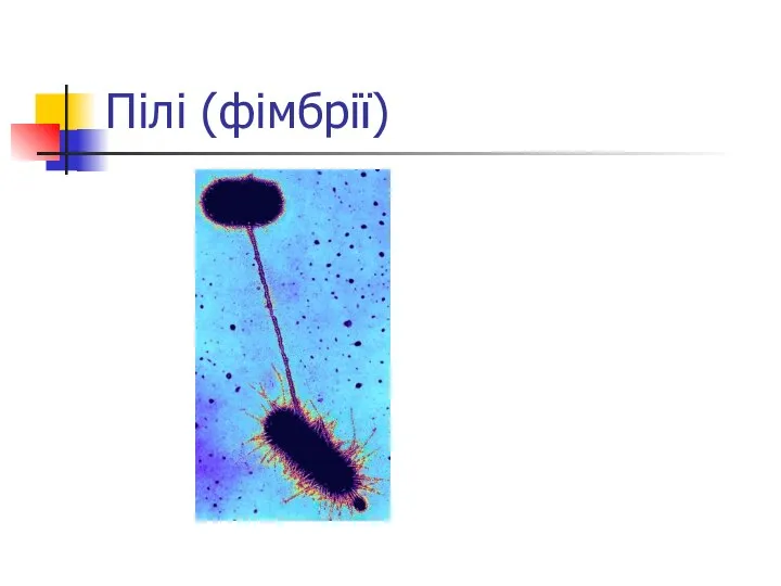 Пілі (фімбрії)