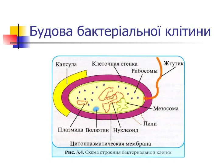 Будова бактеріальної клітини