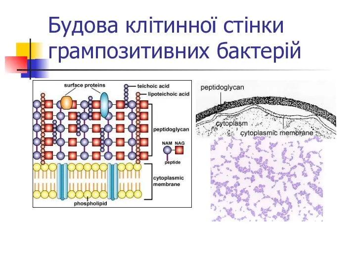 Будова клітинної стінки грампозитивних бактерій