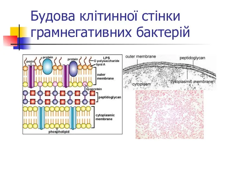 Будова клітинної стінки грамнегативних бактерій