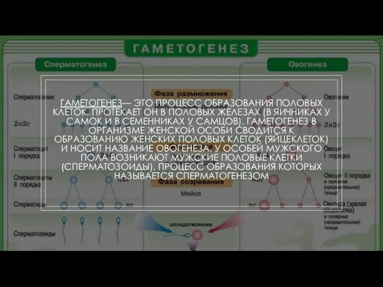 ГАМЕТОГЕНЕЗ— ЭТО ПРОЦЕСС ОБРАЗОВАНИЯ ПОЛОВЫХ КЛЕТОК. ПРОТЕКАЕТ ОН В ПОЛОВЫХ ЖЕЛЕЗАХ