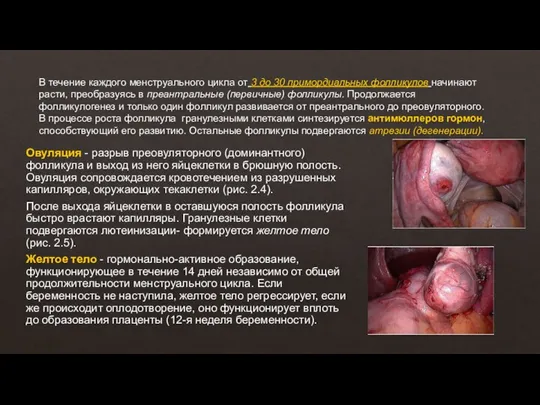 В течение каждого менструального цикла от 3 до 30 примордиальных фолликулов