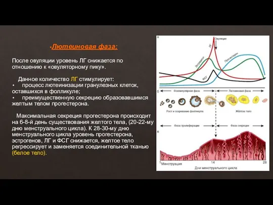 Лютеиновая фаза: После овуляции уровень ЛГ снижается по отношению к «овуляторному