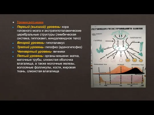 Уровни регуляции Первый (высший) уровень- кора головного мозга и экстрагипоталамические церебральные