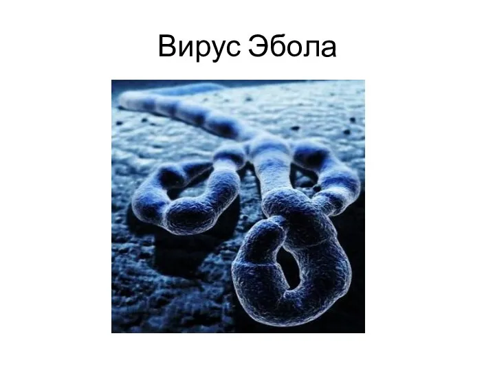 Вирус Эбола