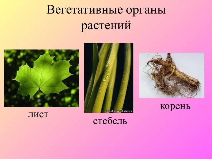Вегетативные органы растений лист стебель корень