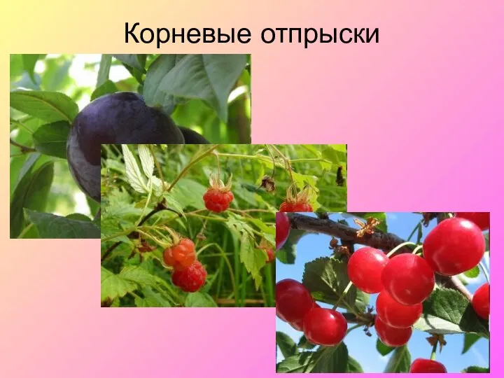 Корневые отпрыски