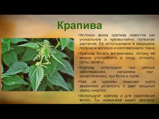 Крапива Испокон веков крапива известна как уникальное и чрезвычайно полезное растение.