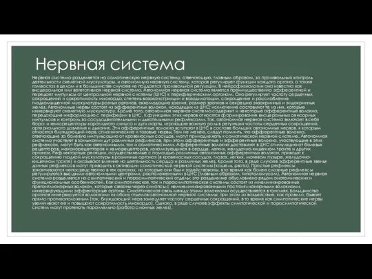 Нервная система Нервная система разделяется на соматическую нервную систему, отвечающую, главным