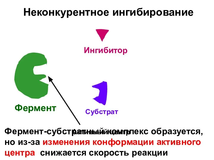 Неконкурентное ингибирование Фермент Субстрат Активный центр Ингибитор Фермент-субстратный комплекс образуется, но