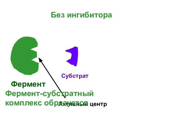 Фермент Субстрат Активный центр Без ингибитора Фермент-субстратный комплекс образуется