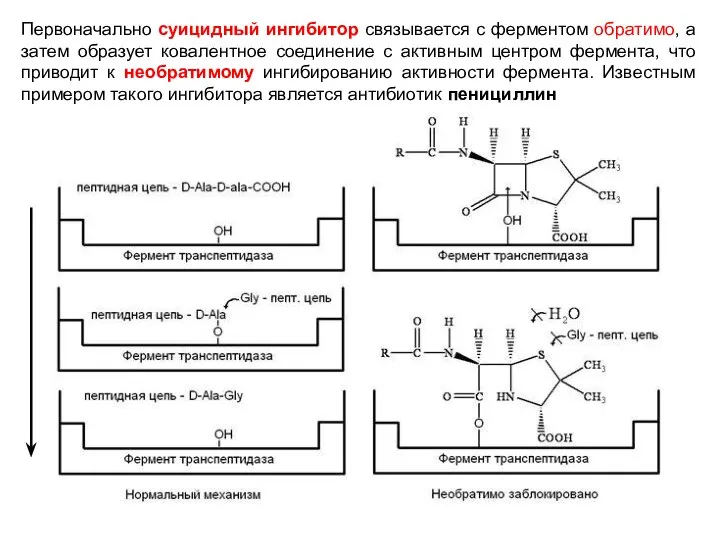 Первоначально суицидный ингибитор связывается с ферментом обратимо, а затем образует ковалентное