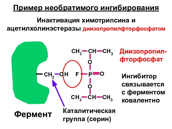 Пример необратимого ингибирования Инактивация химотрипсина и ацетилхолинэстеразы диизопропилфторфосфатом Фермент CH2 Каталитическая