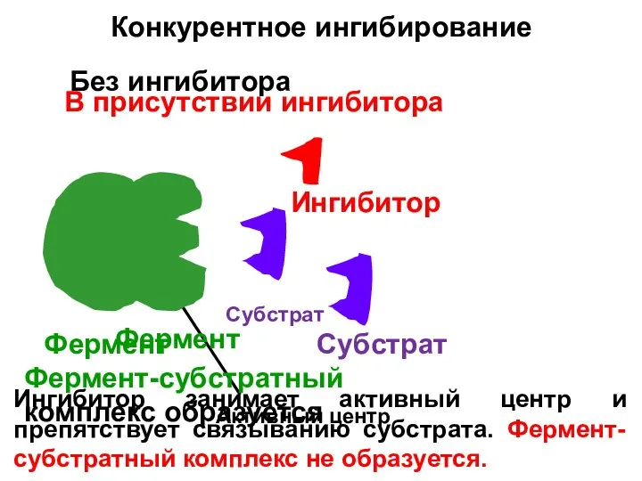 Конкурентное ингибирование Фермент Субстрат Активный центр Без ингибитора Фермент-субстратный комплекс образуется