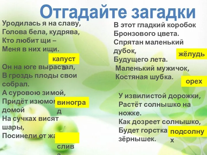 Отгадайте загадки Уродилась я на славу, Голова бела, кудрява, Кто любит