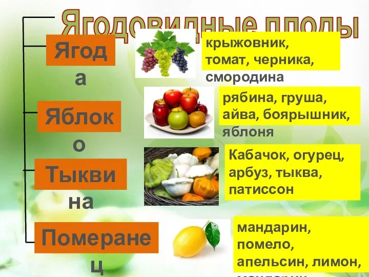 Ягодовидные плоды Ягода Яблоко Тыквина Померанец крыжовник, томат, черника, смородина рябина,
