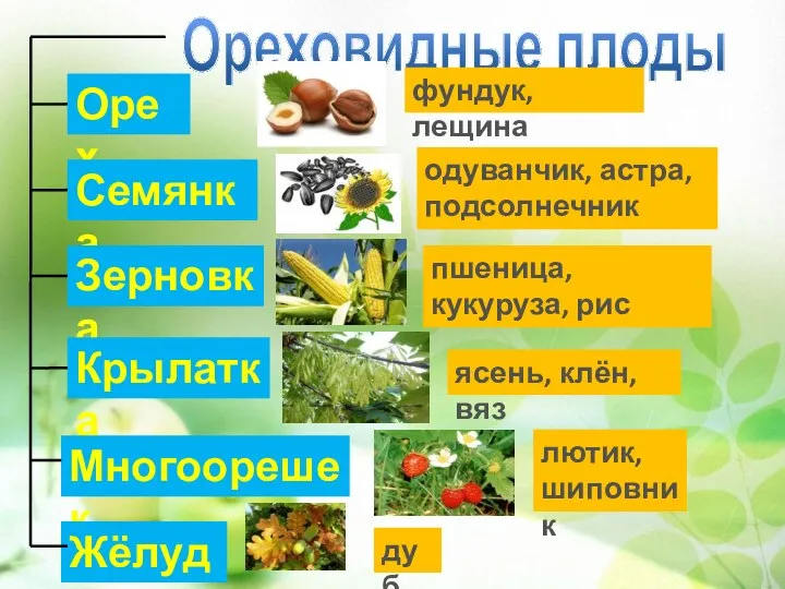 Ореховидные плоды Орех Семянка Зерновка Крылатка Многоорешек Жёлудь фундук, лещина одуванчик,