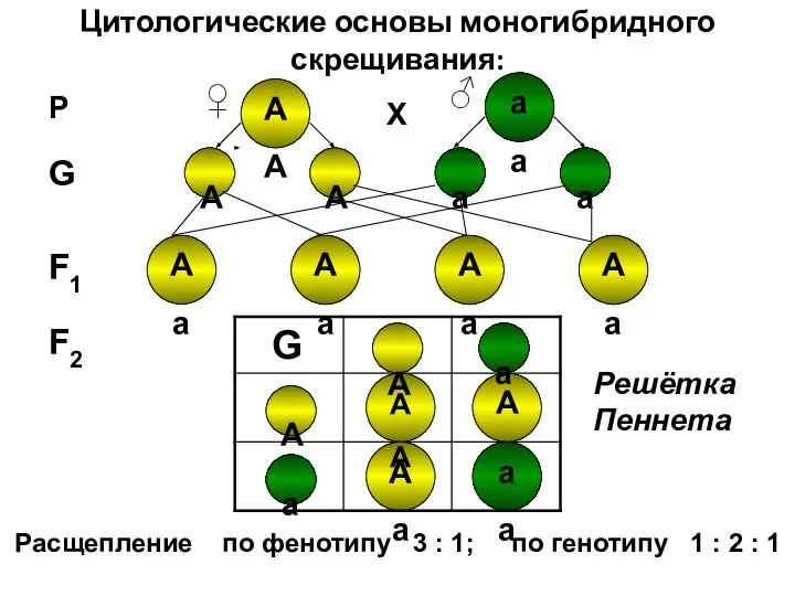 Цитологические основы моногибридного скрещивания: Аа Аа А Аа Аа Аа Аа