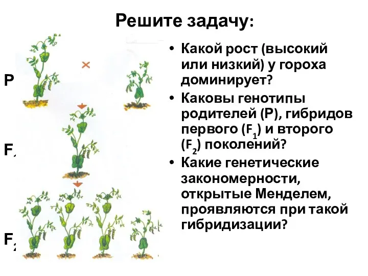 Решите задачу: Какой рост (высокий или низкий) у гороха доминирует? Каковы