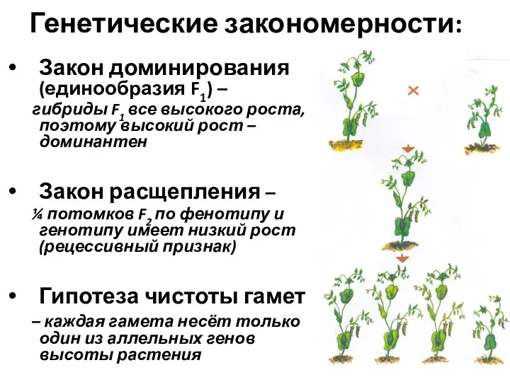 Генетические закономерности: Закон доминирования (единообразия F1) – гибриды F1 все высокого