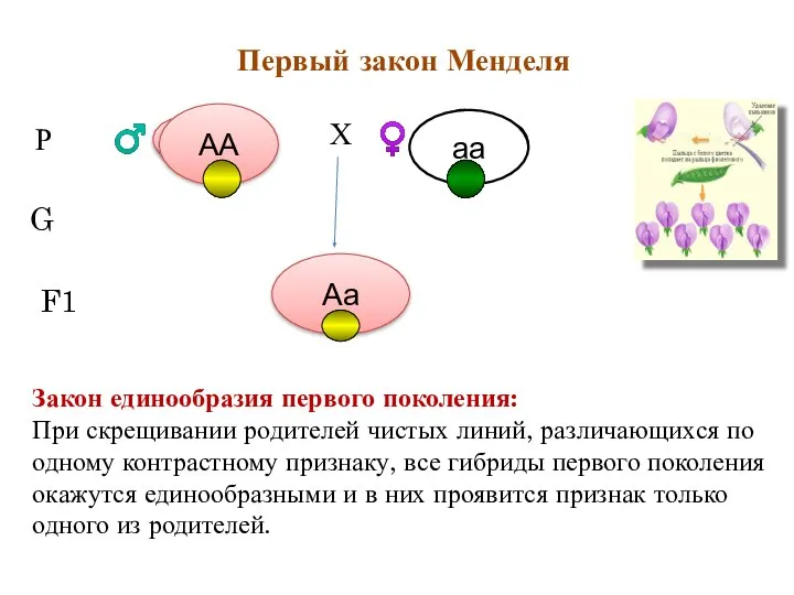 Первый закон Менделя А А а а Р ♂ ♀ аа