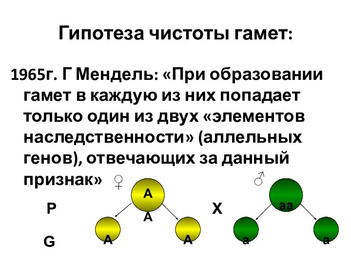 Гипотеза чистоты гамет: 1965г. Г Мендель: «При образовании гамет в каждую