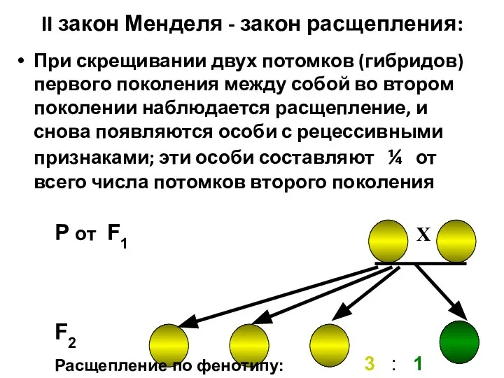 II закон Менделя - закон расщепления: При скрещивании двух потомков (гибридов)