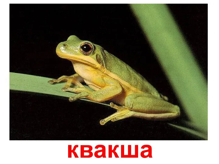 квакша