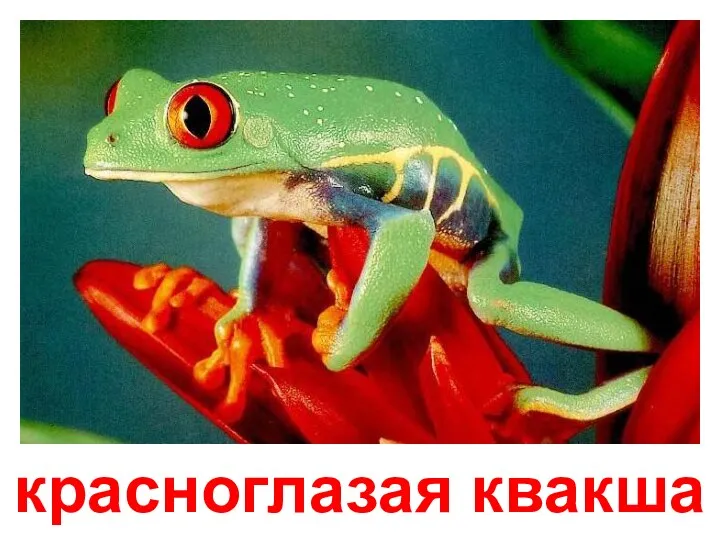 красноглазая квакша