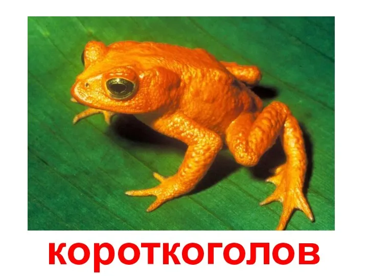 короткоголов