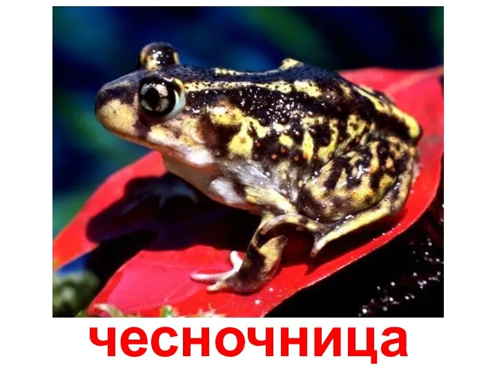 чесночница