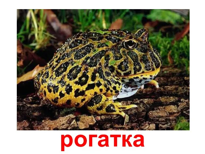 рогатка