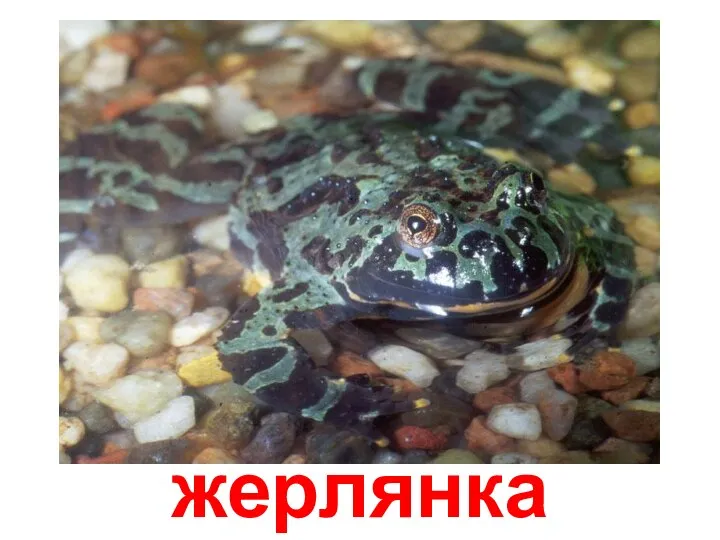 жерлянка