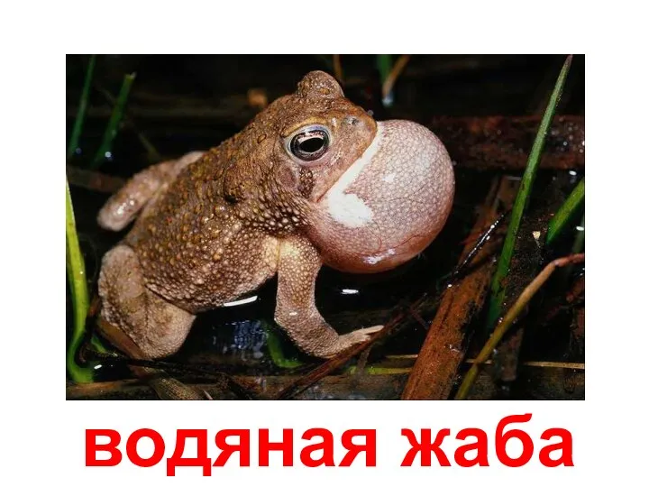водяная жаба