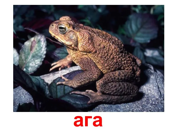 ага