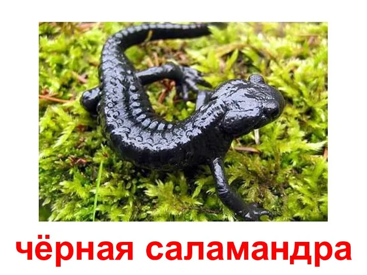 чёрная саламандра