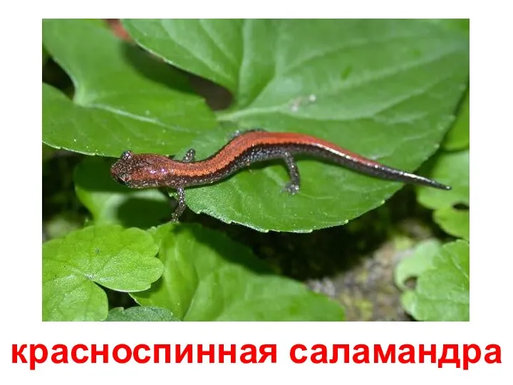 красноспинная саламандра