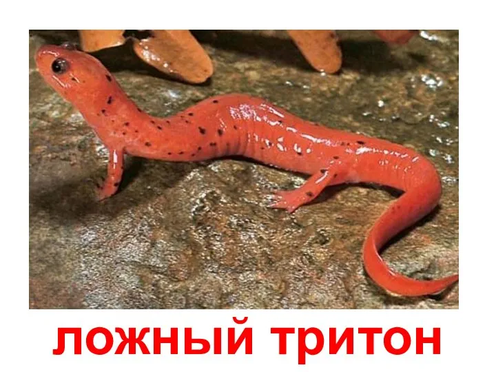 ложный тритон