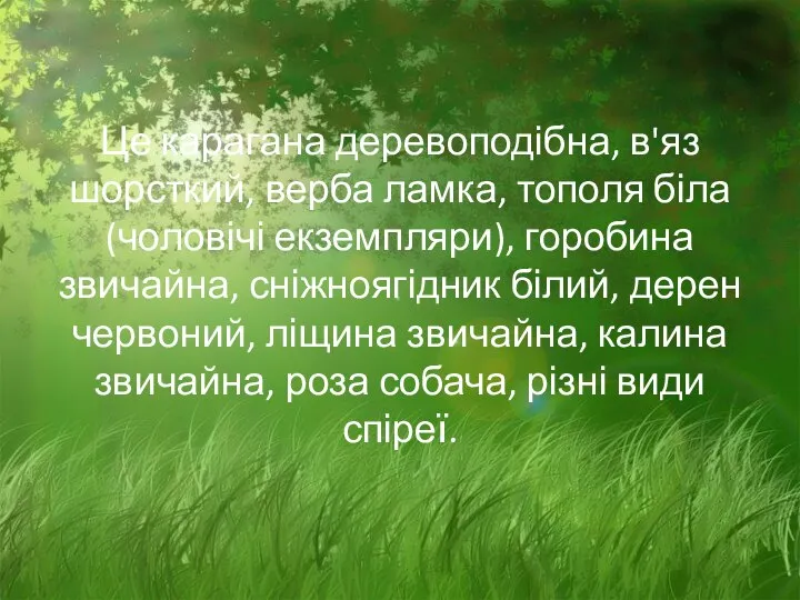 Це карагана деревоподібна, в'яз шорсткий, верба ламка, тополя біла (чоловічі екземпляри),