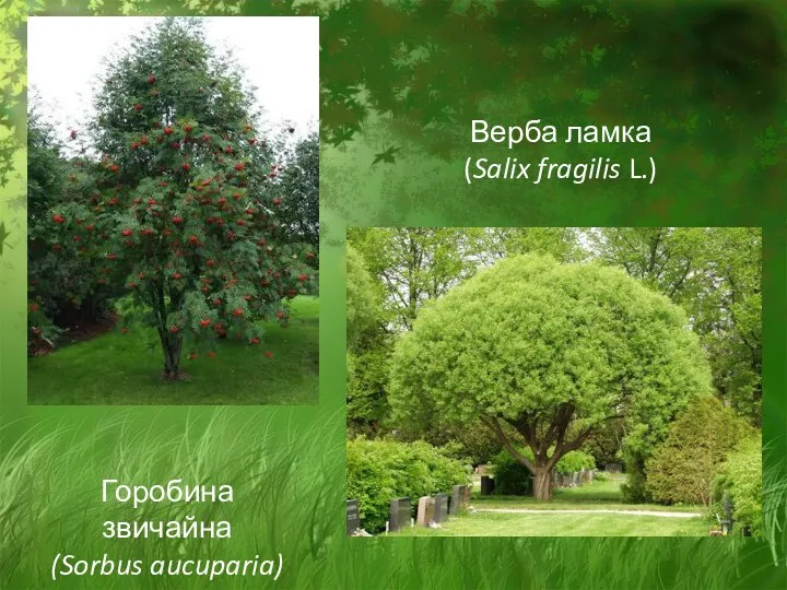 Верба ламка (Salix fragilis L.) Горобина звичайна (Sorbus aucuparia)