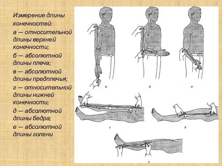 Измерение длины конечностей: а — относительной длины верхней конечности; б —