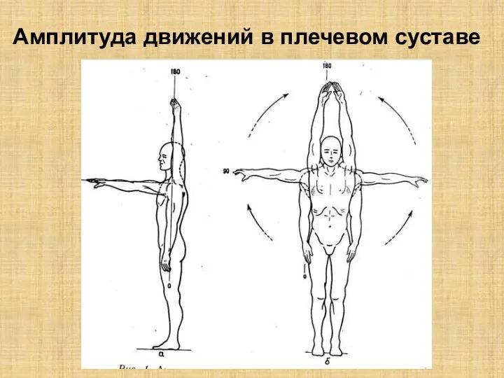 Амплитуда движений в плечевом суставе