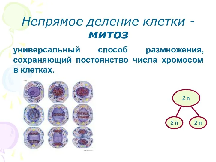 Непрямое деление клетки - митоз универсальный способ размножения, сохраняющий постоянство числа