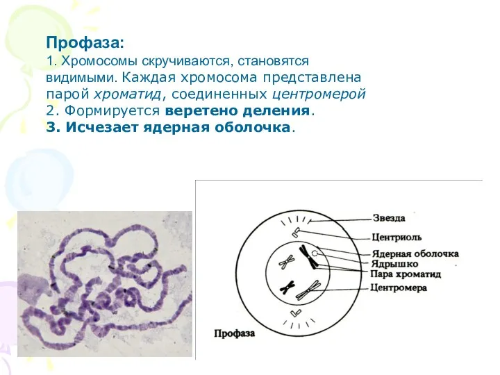 Профаза: 1. Хромосомы скручиваются, становятся видимыми. Каждая хромосома представлена парой хроматид,