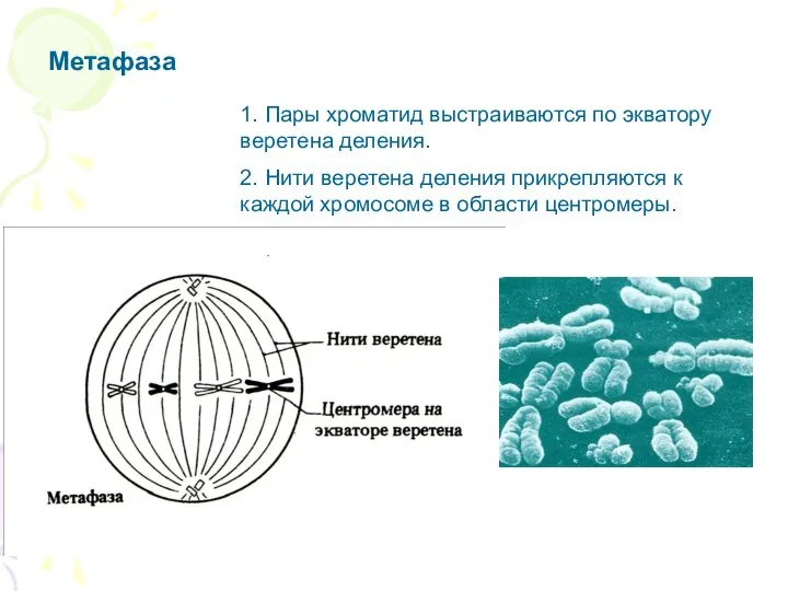 Метафаза 1. Пары хроматид выстраиваются по экватору веретена деления. 2. Нити